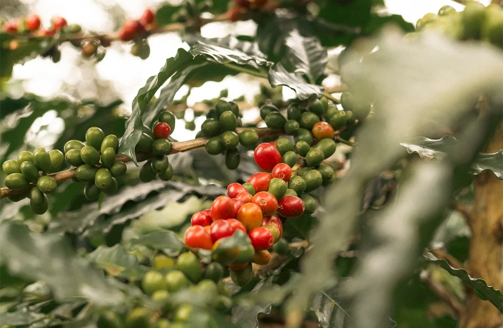 Proyecto de audiovisual con la marca Aprosem, asociación de productores de café y cacao en los departamentos de Junín y Cajamarca.