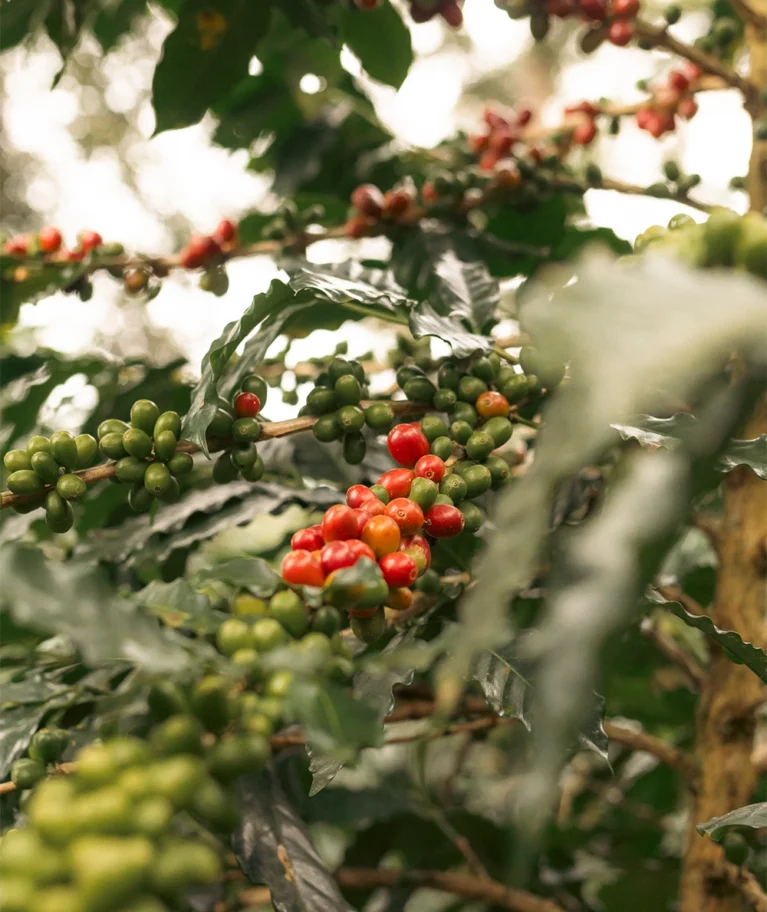 Proyecto de audiovisual con la marca Aprosem, asociación de productores de café y cacao en los departamentos de Junín y Cajamarca.