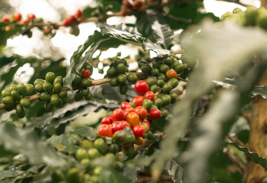 Proyecto de audiovisual con la marca Aprosem, asociación de productores de café y cacao en los departamentos de Junín y Cajamarca.